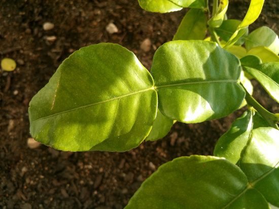Feuille de Combava Fraiche Bio – Cultivées en France, livraison rapide