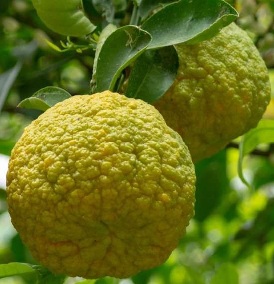 Citron bergamote (fruit frais) en ligne direct producteur à Orleans