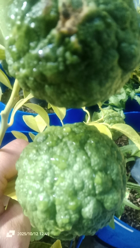 Citron jambhiri bio — agrume ancien cultivé en france à Orleans
